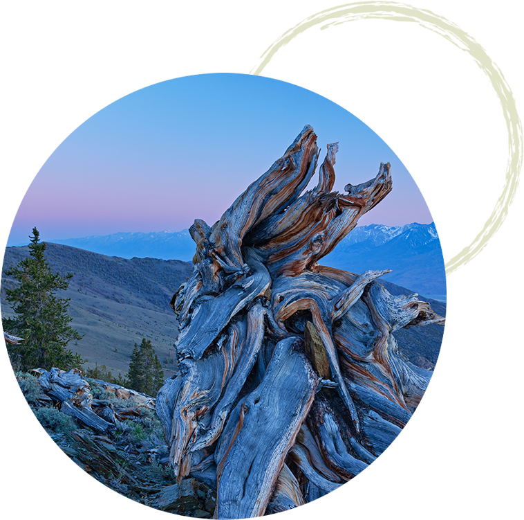 Bristlecone pine tree on a mountain side with purple and blue sunrise