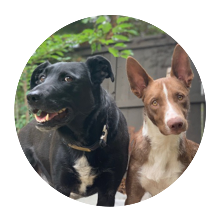 Murph and Crash, office dogs at True North Treatment Center